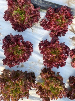 하우스상추님의 상추 · 병해충상담 작성글 사진