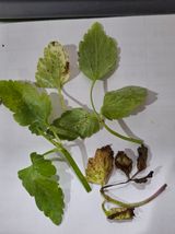 팜모닝 기타작물·병해충상담 게시글 이미지