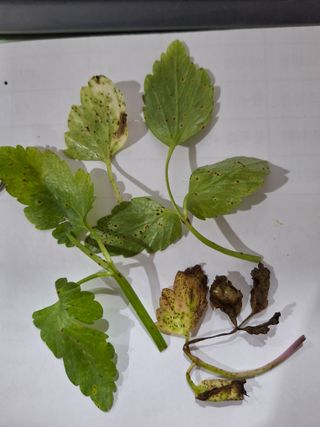 최용암님의 기타작물 · 병해충상담 작성글 사진