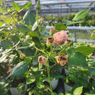 현리님의 기타작물 · 병해충상담 작성글 사진