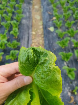 푸른달님의 상추 · 병해충상담 작성글 사진