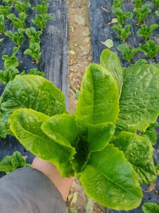 푸른달님의 상추 · 병해충상담 작성글 사진