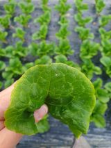 팜모닝 상추·병해충상담 게시글 이미지