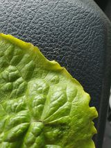 푸른달님의 상추·병해충상담 작성글 사진