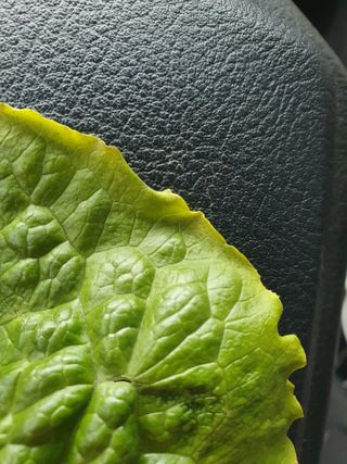 푸른달님의 상추 · 병해충상담 작성글 사진