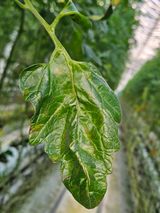 팜모닝 토마토·병해충상담 게시글 이미지