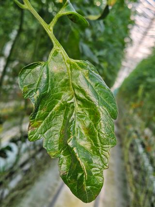 이름 없음님의 토마토 · 병해충상담 작성글 사진