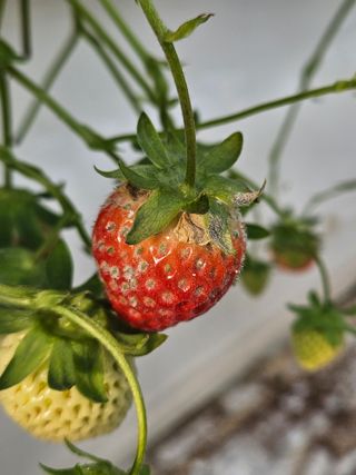 이름 없음님의 딸기 · 병해충상담 작성글 사진