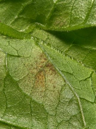 이름 없음님의 토마토 · 병해충상담 작성글 사진