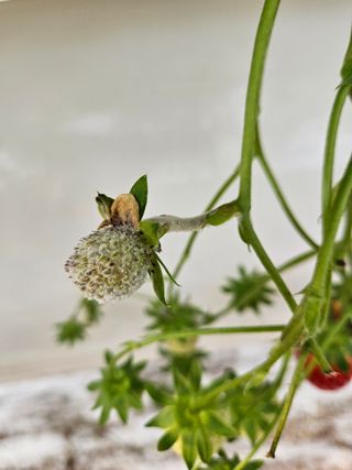 이름 없음님의 딸기 · 병해충상담 작성글 사진