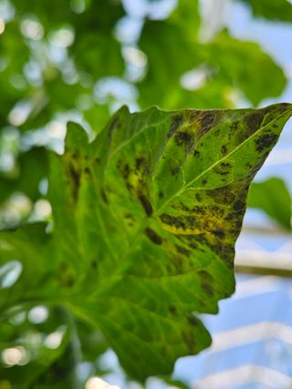 이름 없음님의 토마토 · 병해충상담 작성글 사진
