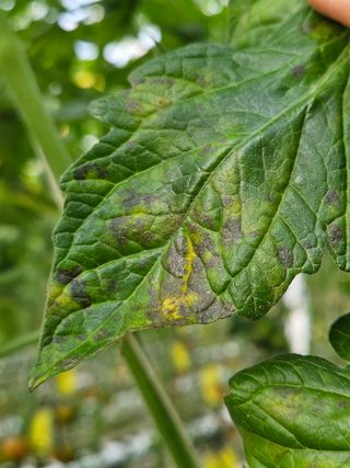 이름 없음님의 토마토 · 병해충상담 작성글 사진