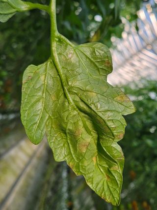 이름 없음님의 토마토 · 병해충상담 작성글 사진