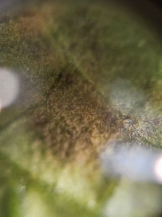 이름 없음님의 토마토 · 병해충상담 작성글 사진