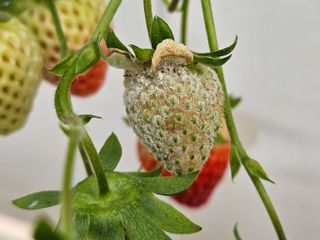 이름 없음님의 딸기 · 병해충상담 작성글 사진