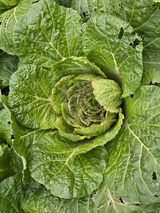 이성호님의 배추·병해충상담 작성글 사진