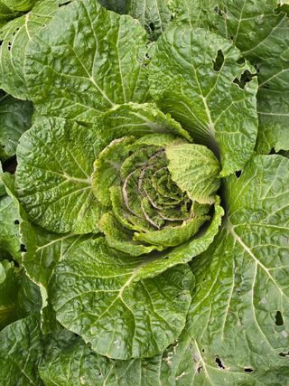 이성호님의 배추 · 병해충상담 작성글 사진