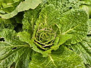 이성호님의 배추 · 병해충상담 작성글 사진