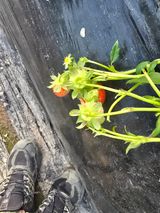 김호진님의 딸기·병해충상담 작성글 사진