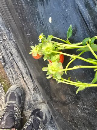 김호진님의 딸기 · 병해충상담 작성글 사진