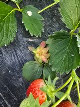 김호진님의 딸기·병해충상담 작성글 사진