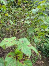 팜모닝 딸기·병해충상담 게시글 이미지