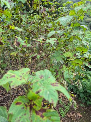 들깨15628님의 딸기 · 병해충상담 작성글 사진