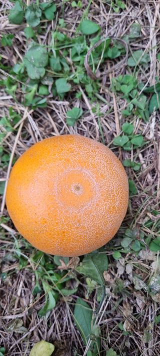 오동환님의 귤 · 병해충상담 작성글 사진