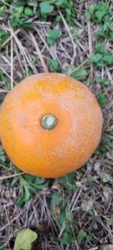 오동환님의 귤·병해충상담 작성글 사진