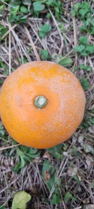 오동환님의 귤 · 병해충상담 작성글 사진