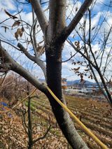 두릅나무6735님의 기타작물·병해충상담 작성글 사진