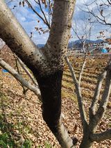 두릅나무6735님의 기타작물·병해충상담 작성글 사진