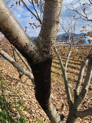 두릅나무6735님의 기타작물 · 병해충상담 작성글 사진