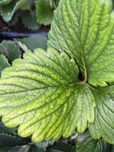 팜모닝 딸기·병해충상담 게시글 이미지