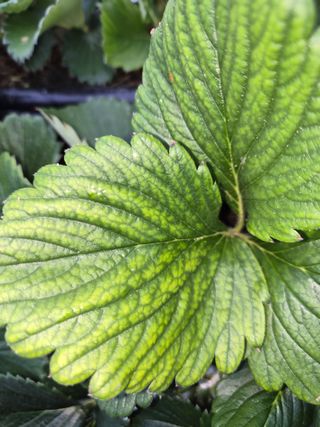 권영일님의 딸기 · 병해충상담 작성글 사진