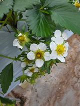 낙엽교목류15054님의 딸기·병해충상담 작성글 사진