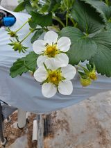 낙엽교목류15054님의 딸기·병해충상담 작성글 사진