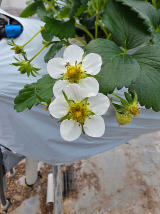 낙엽교목류15054님의 딸기 · 병해충상담 작성글 사진