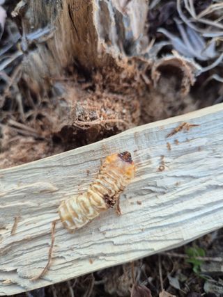 기중권님의 기타작물 · 병해충상담 작성글 사진