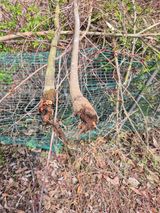 팜모닝 기타작물·병해충상담 게시글 이미지