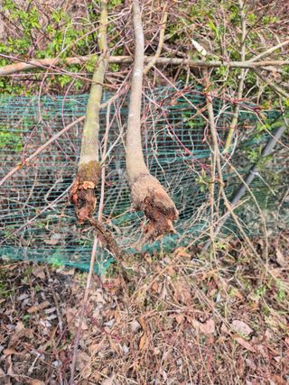 기중권님의 기타작물 · 병해충상담 작성글 사진