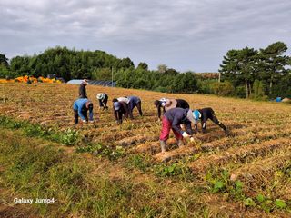 농촌이백억농원^^님의 고구마 · 병해충상담 작성글 사진