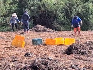 농촌이백억농원^^님의 고구마 · 병해충상담 작성글 사진