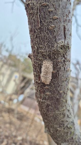 자연과함께살자님의 자두 · 병해충상담 작성글 사진