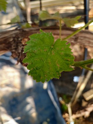 임주성님의 포도 · 병해충상담 작성글 사진