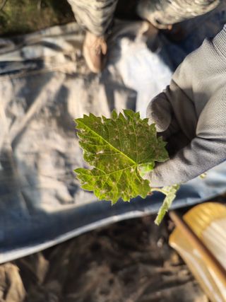 임주성님의 포도·병해충상담 작성글 사진