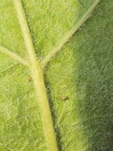 임주성님의 포도·병해충상담 작성글 사진