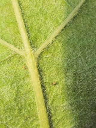 임주성님의 포도 · 병해충상담 작성글 사진