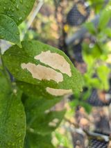 블루포맨님의 기타작물·병해충상담 작성글 사진