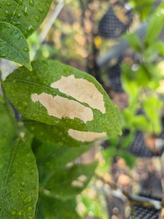 블루포맨님의 기타작물 · 병해충상담 작성글 사진